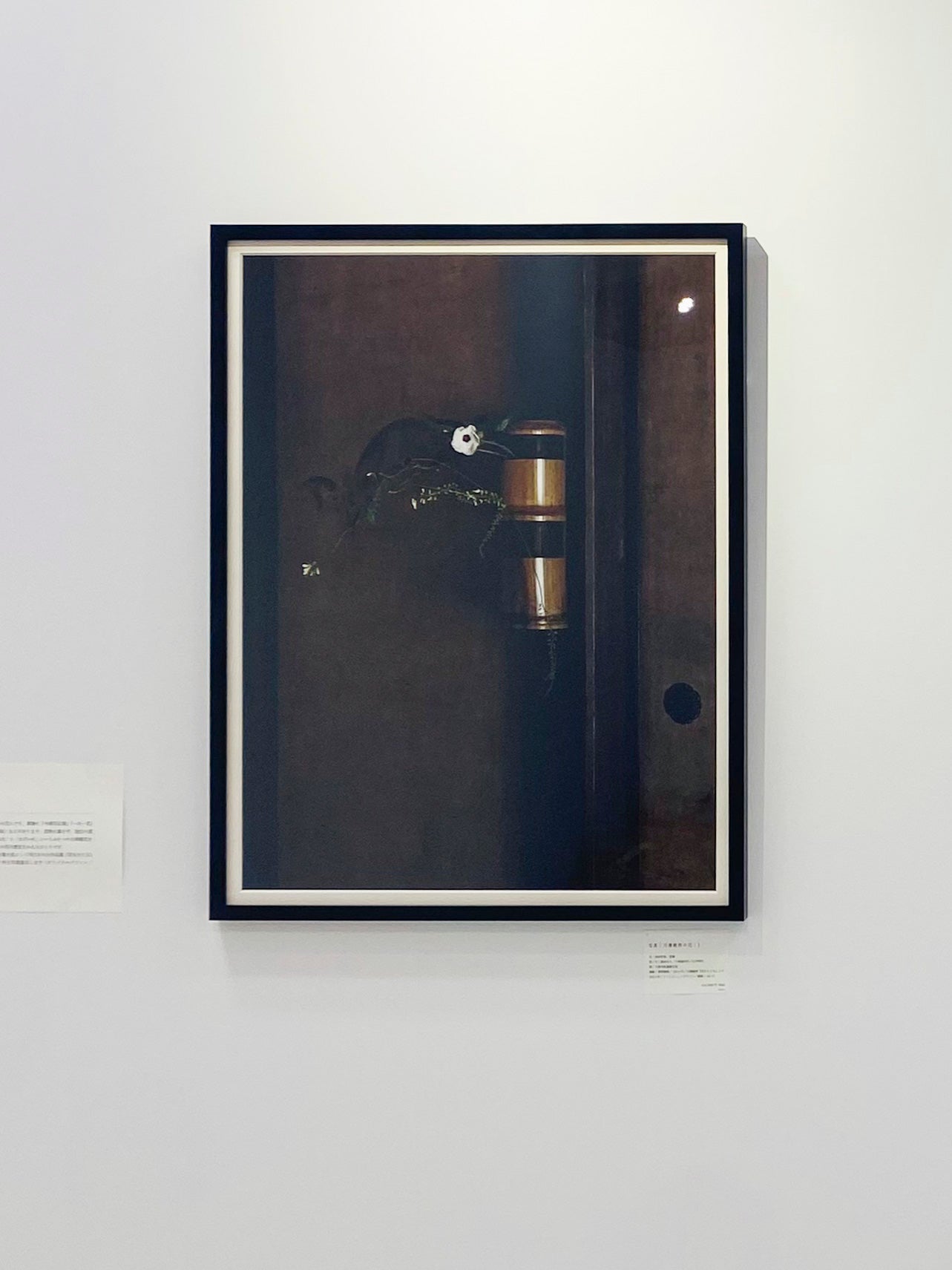 写真|川瀬敏郎の花|1