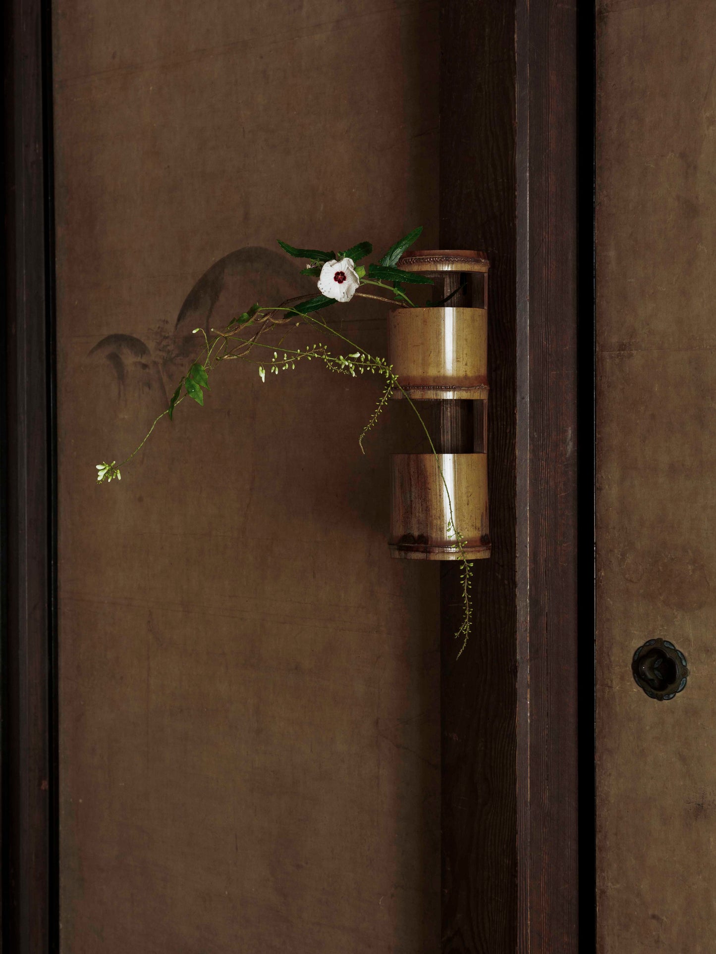 写真|川瀬敏郎の花|1