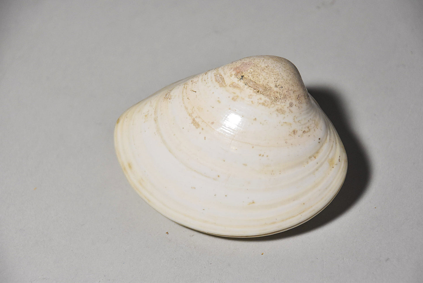 貝合わせその4(江戸時代)