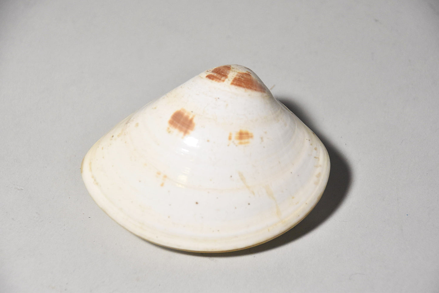 貝合わせその5(江戸時代)