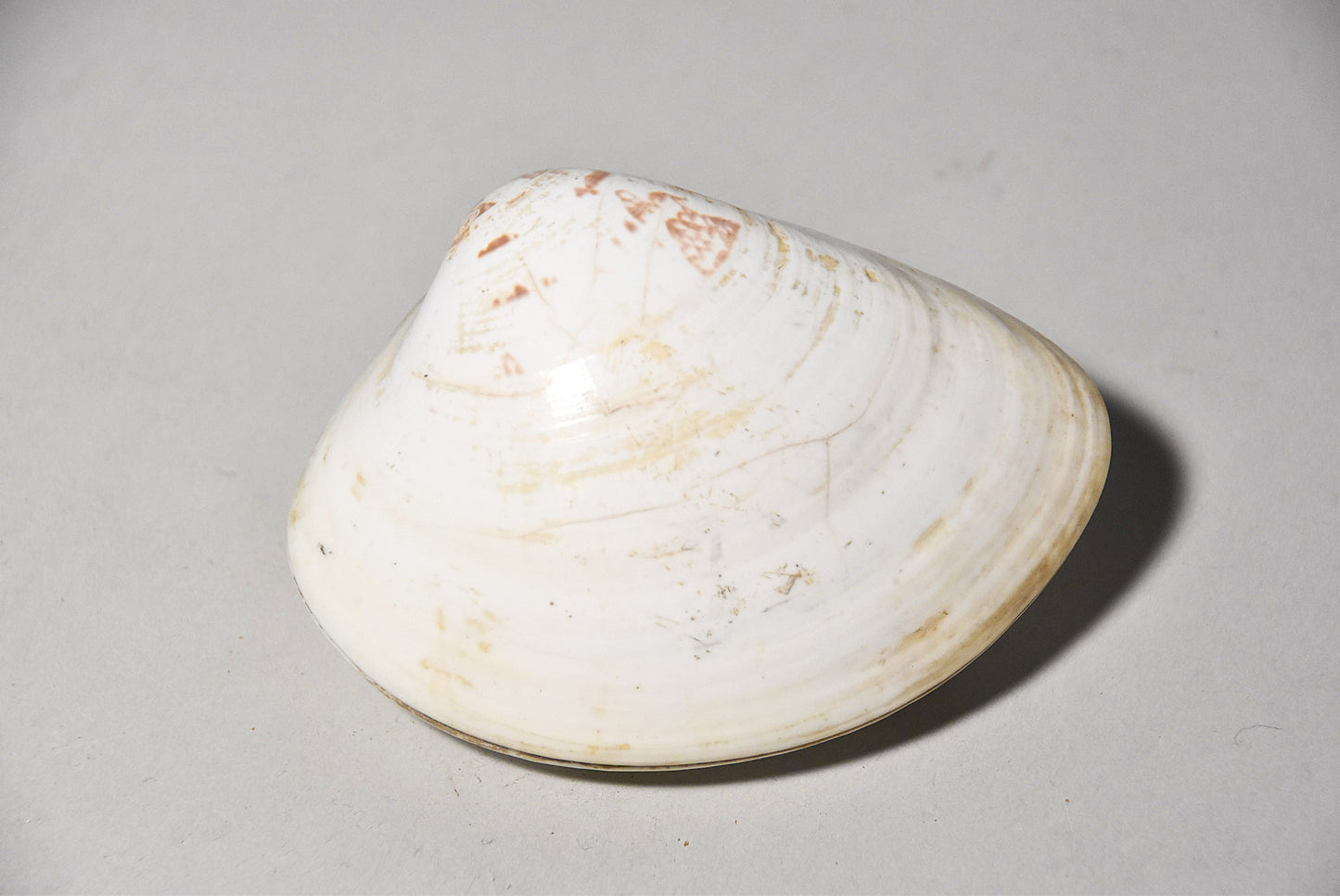 貝合わせその6(江戸時代)