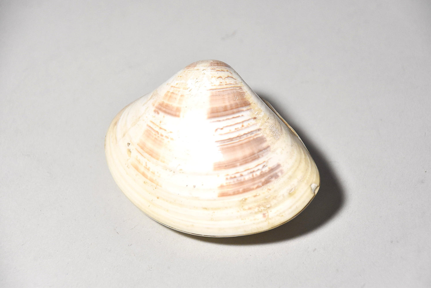 貝合わせその１（江戸時代）