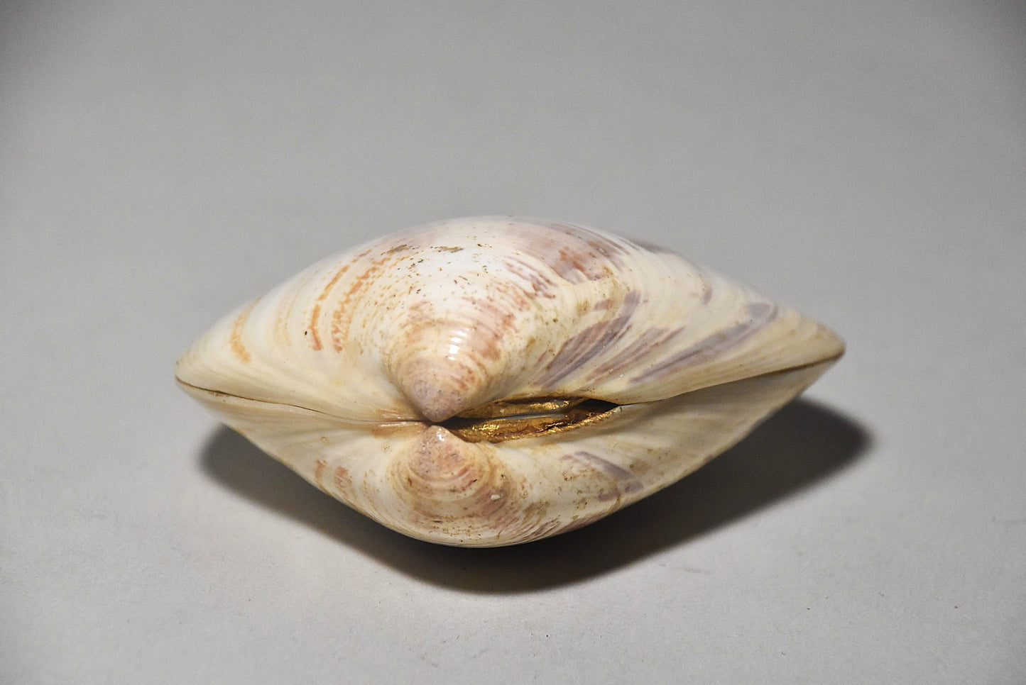 貝合わせその２（江戸時代）