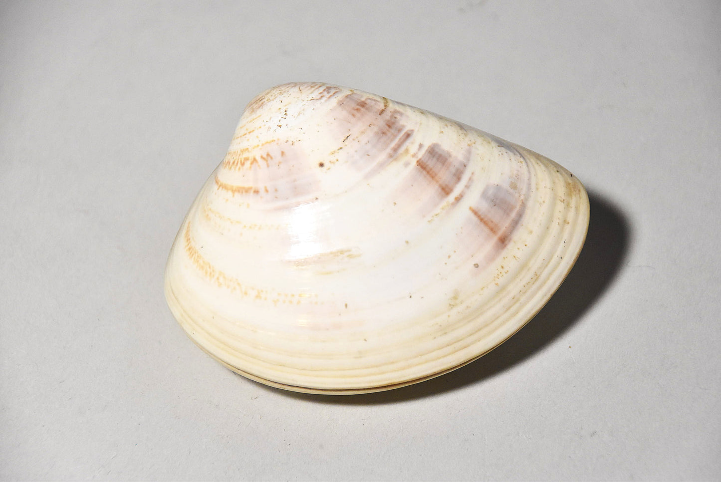 貝合わせその２（江戸時代）