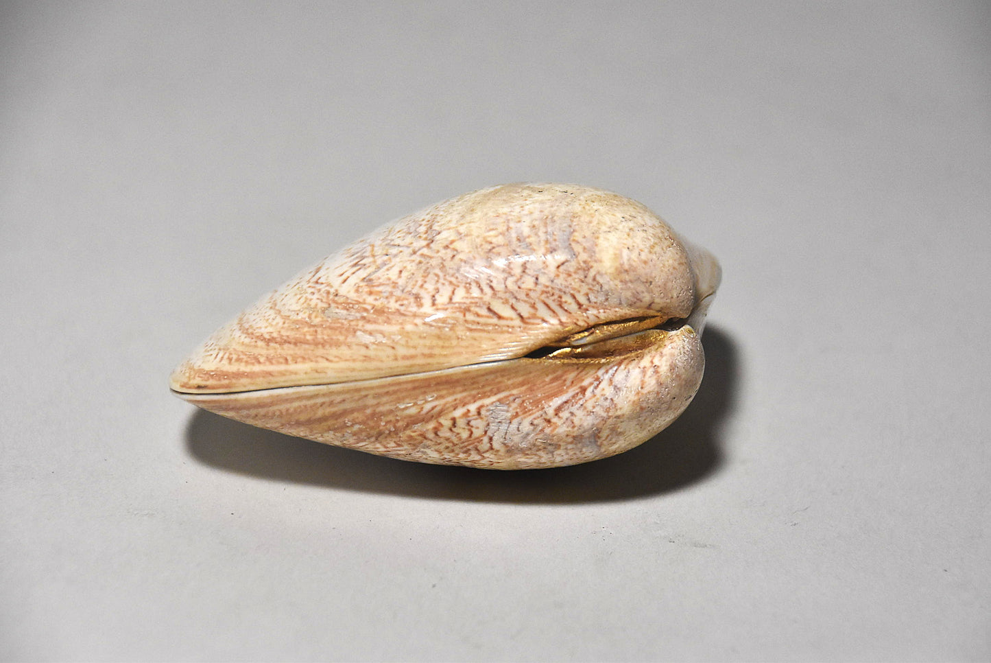 貝合わせその３（江戸時代）