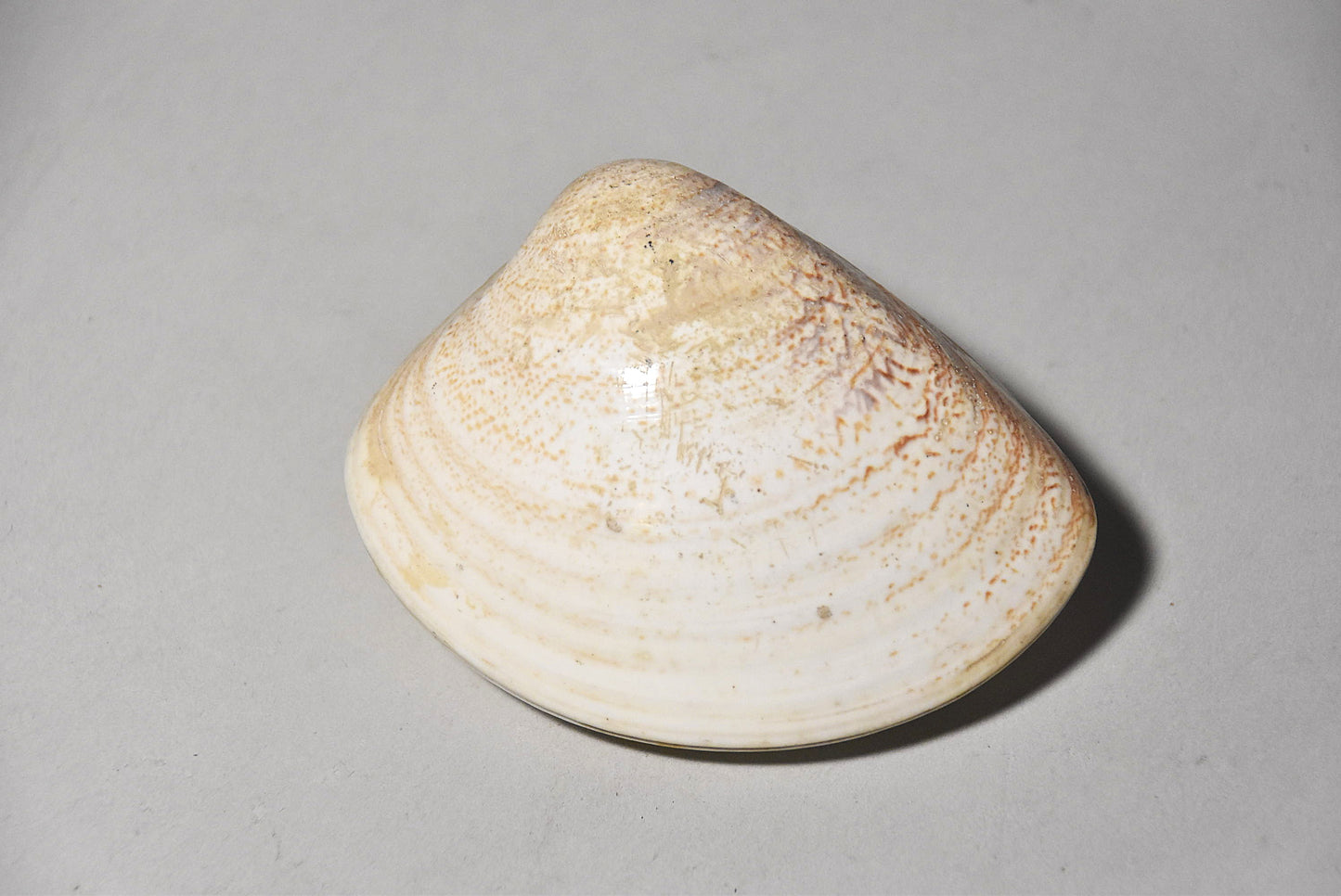 貝合わせその３（江戸時代）