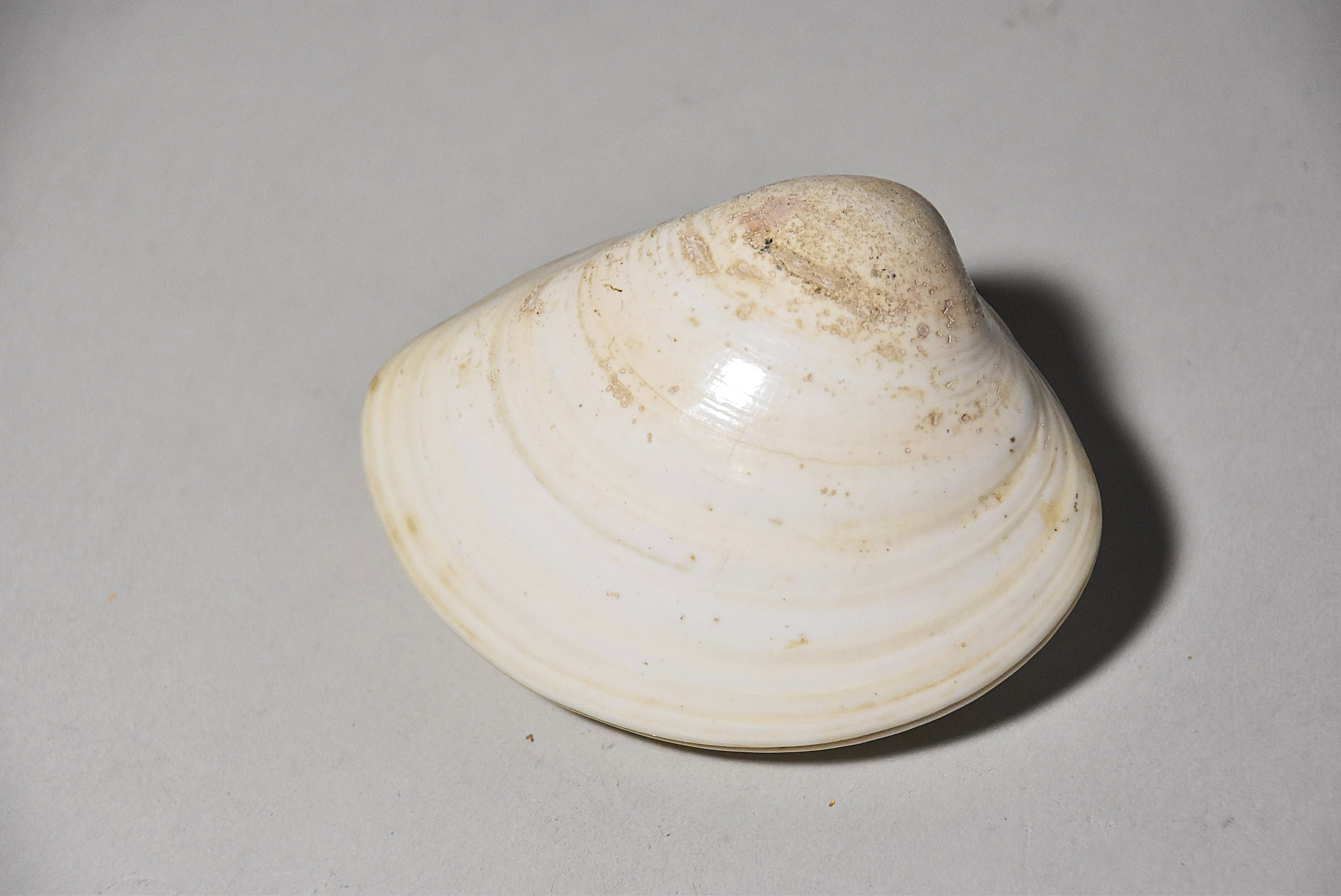 貝合わせその4（江戸時代） – 青花の会｜seikashop