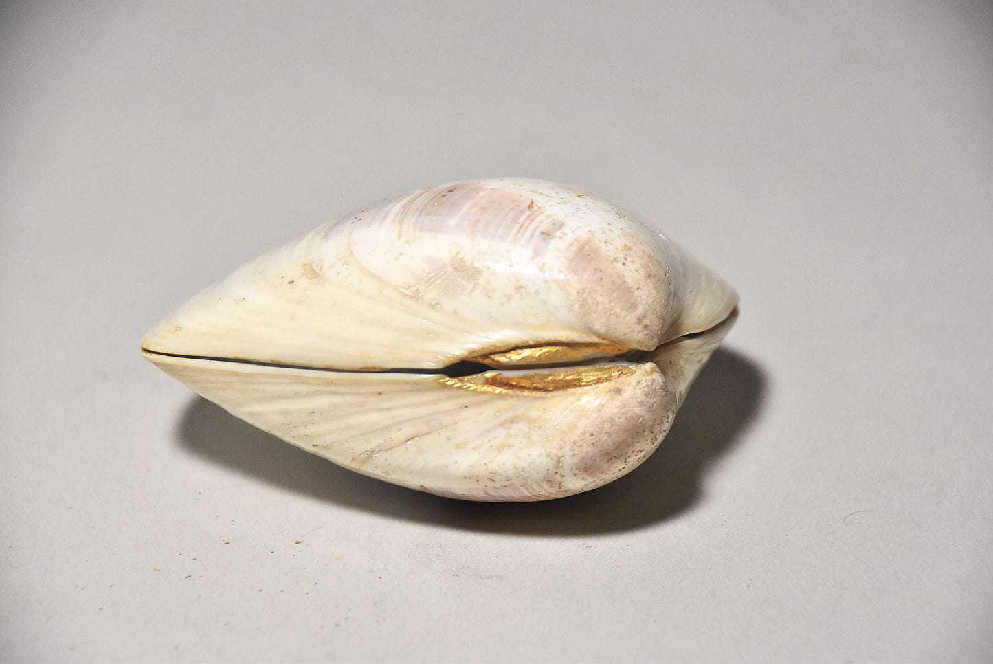 貝合わせその７（江戸時代）