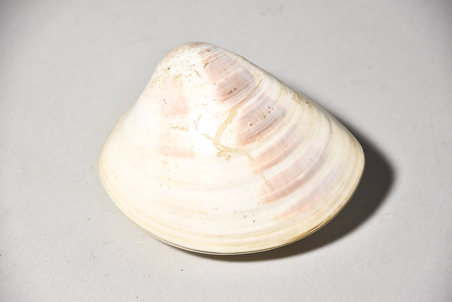 貝合わせその７（江戸時代）