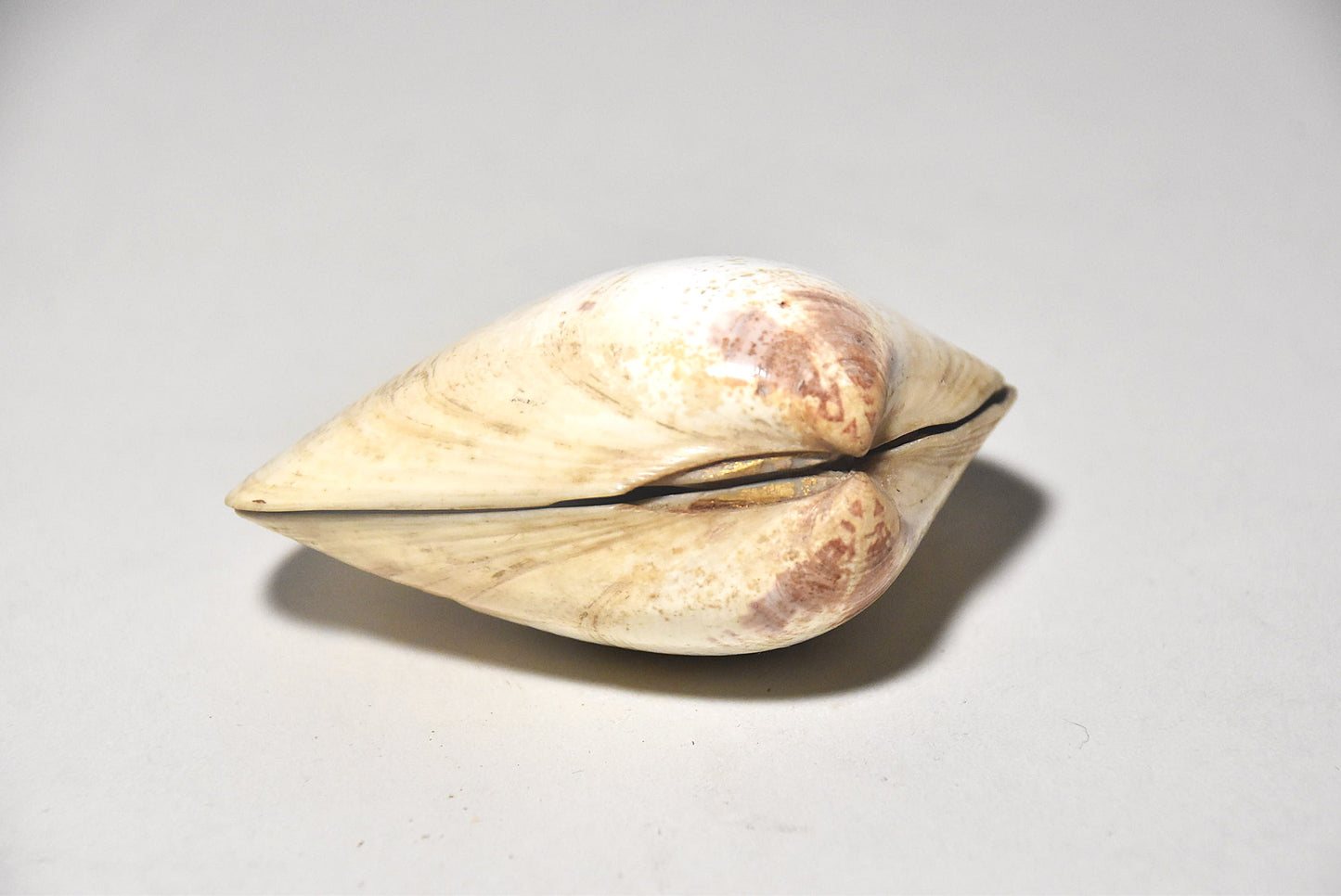 貝合わせその８（江戸時代）