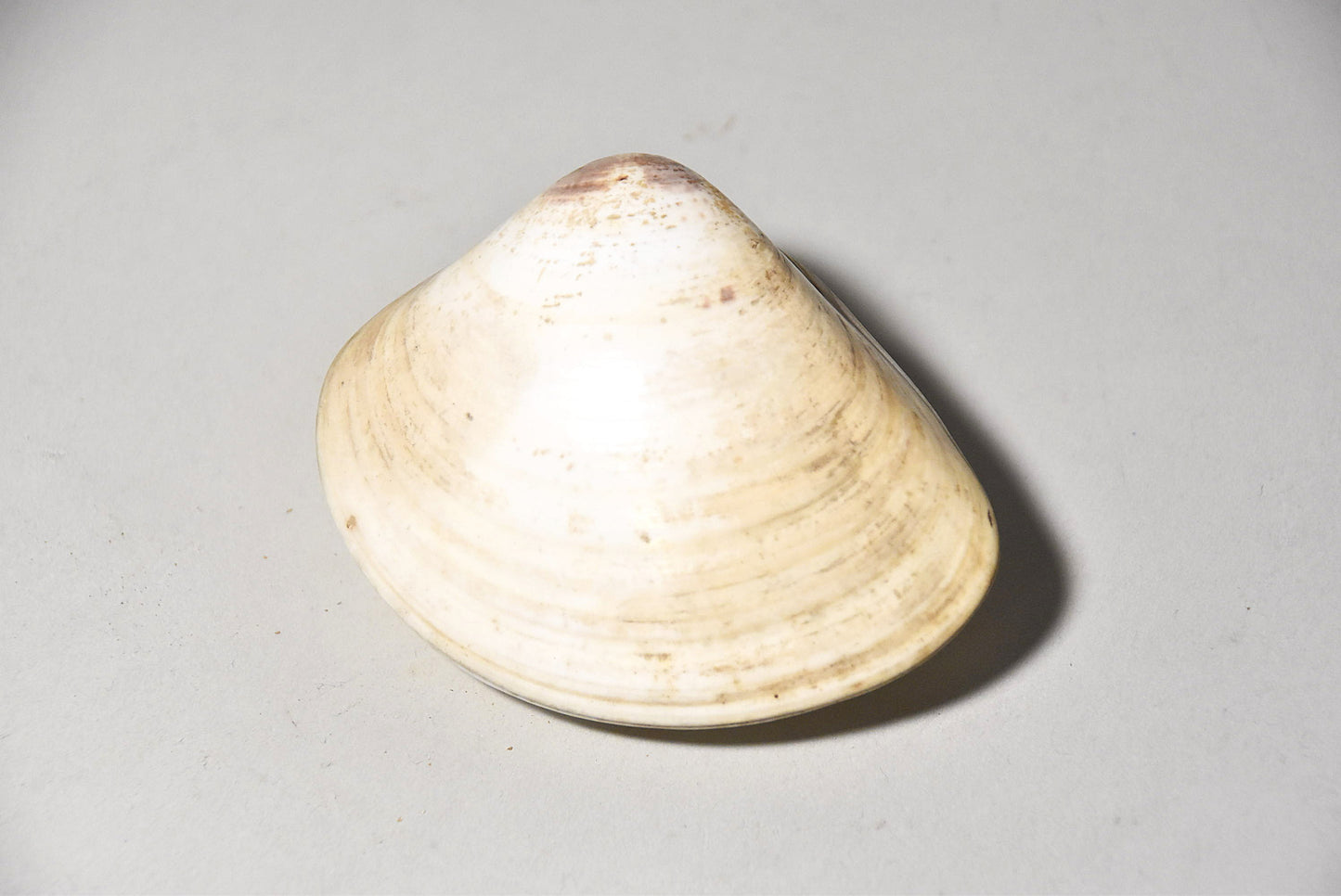 貝合わせその８（江戸時代）