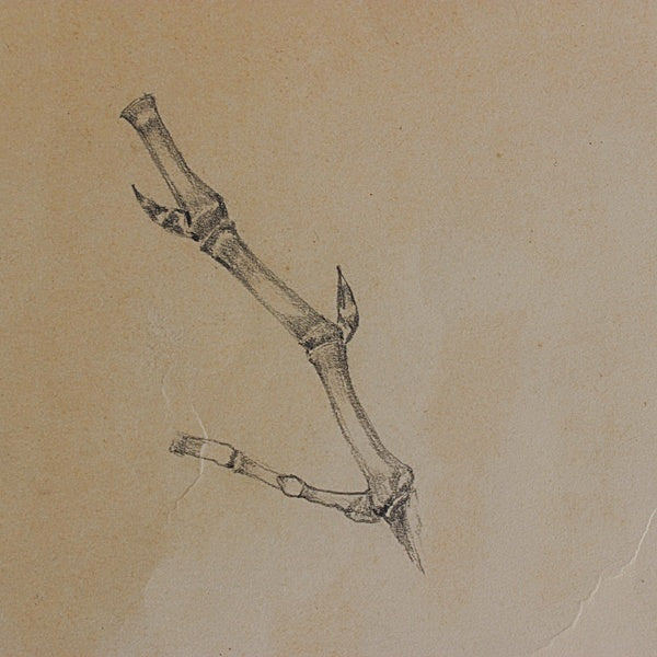 素描 習作