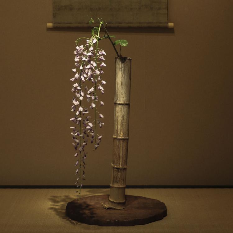 連載｜川瀬敏郎｜四時之花42｜ 2021年2月8日-2月14日